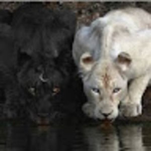 Meet your Posher, Pablo